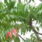 Buy Maharukh, dhoop, mattipal sambrani, Ailanthus Triphysa, 
Mattipal, Pongilium, guggul, Dhup Matti, Perumaram Dhoop, 
गुग्गुल धुप, மட்டிபால் - 
Live plant online shopping for sale