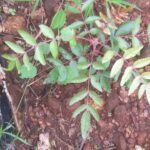 Buy Boswellia serrata, Indian frankincense, parangi sambrani, 
kungiliyam, guggula mara, white dhoop, வெள்ளை 
குங்கிலிய, பரங்கி 
சாம்பிராணிம், गुग्गुल  - 
Live plant online shopping for sale