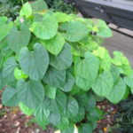 Buy Chinese Tinospora, Malabar Gulbel, Tinospora sinensis, 
Ponseenthil, porseenthil, Potchinthil, Sudarsana balli, 
Peeamerdu, Kattu amirthu, பொற்சீந்தில், 
सुदर्शन अमृत - Live plant online shopping 
for sale