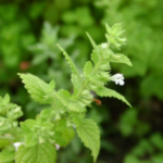 Buy Lemon Balm, Melissa officinalis, pasi kanjakorai, kattu 
pudina - Live plant online shopping for sale