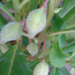 Buy Balsam, Impatiens Balsamina, Kasi Thumbai, Kasi Tumbai, 
Karnakundala, Tilo onapu, Kasithummi, Gulmendi, Tarini, 
गुलमेंडि,  காசி தும்பை - Live 
plant online shopping for sale