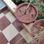 Buy Veldt Grape - Three face, Cissus Quadrangularis - Three face, 
Muppirandai Mangaravalli Cannalamparanda Gudamettige Hadjora, 
முப்பிரண்டை, हडजोरा - 3 face - 
Live plant online shopping for sale