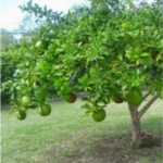 Buy Beggar Bowl plant Air layered, crescentia cujete plant, 
kamandal plant, calabash plant, thiruvodu maram, 
திருவோடு - online shopping for sale