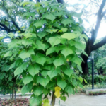 Buy Erythrina indica - no thorns, Indian Coral Tree, kalyana 
murungai, கல்யாண முருங்கை - Live 
plant online shopping for sale
