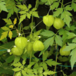 Buy Cardiospermum halicacabum, Balloon Vine, Mudakathan, 
agniballi, Jyotishmati, mudakaruthan, 
முடக்கத்தான், 
ज्योतिषमती - Live plant online shopping for 
sale