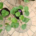 Buy Viola odorata, Karu vallarai, banfshaj - Live Plant Online 
Shopping for Sale
