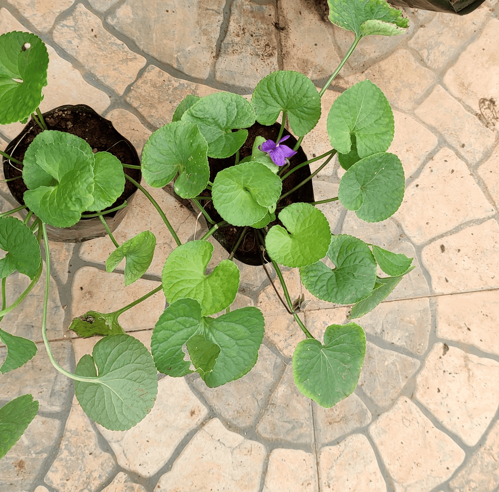 ML-0118-viola-odorata.png Buy Viola odorata, Karu vallarai, banfshaj - Live Plant Online
Shopping for Sale - Image 1