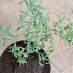 Buy English lavender - original, lavandula angustifolia, lavander - Live plant online shopping for sale