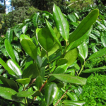 Buy All spice, pimenta dioica, sarvasukanthi, shimla mirchi - 
Live plant online shopping for sale