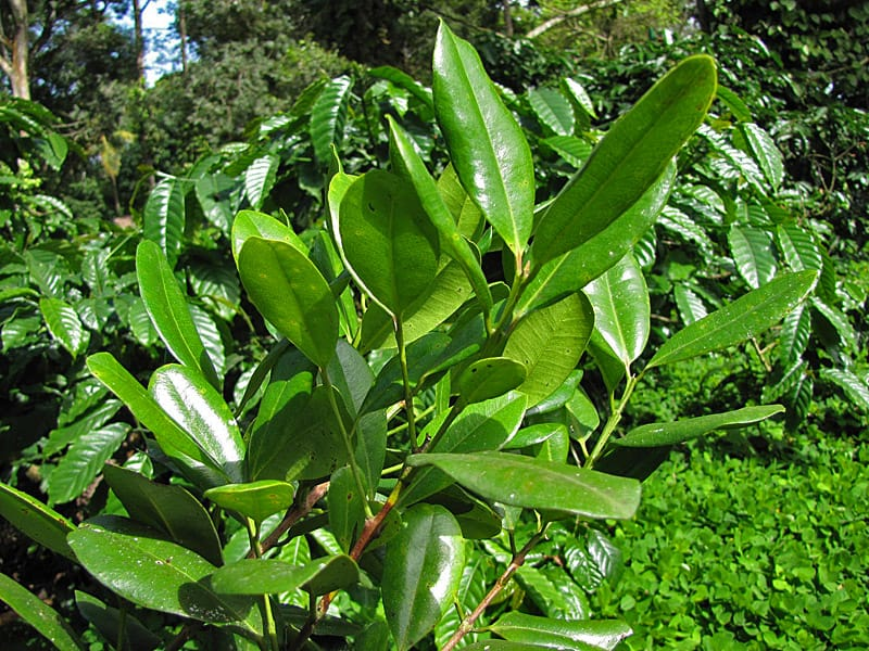 ML-0129-pimenta-dioica-3.png Buy All spice, pimenta dioica, sarvasukanthi, shimla mirchi -
Live plant online shopping for sale - Image 1