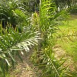 Buy Calamus rotang, Common Rattan, Rattan, Bet, Betasu, Permabu, 
Vetasa, Arichural, Chooral, Betto, Pemu - live Plant online 
shopping for sale