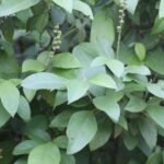 Buy Maram iridiyam, ponnagam, Kondakunkuma, Mallotus rhamnifolius - Live Plant Online Shopping for Sale