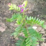 Buy Punal murungai, kaadu thuvarai, palasaram, Mundulea sericea - Live Plant Online Shopping for Sale