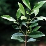 Buy Pleurostylia opposita, kuntichinta pairi, piyari, karuvali, chirupiyari - Live Plant Online Shopping for Sale