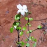 Buy Psilanthus wightianus, Vedan, mutti, wild coffee, Coffea 
Wightiana - Live plant online shopping for sale
