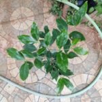 Buy Psydrax dicoccus, Nanjul, Ceylon boxwood, nanjunda maram, edrani, psydrax dicoccus - Live plant online shopping for sale