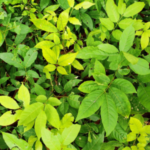 Buy Bauhinia hookeri - Live Plant Online Shopping for Sale
