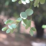 Buy Bauhinia rufescens - Live Plant Online Shopping for Sale