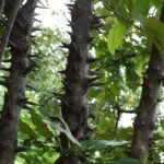 Buy Bridelia retusa, mul vengai, Spinous Kino Tree, Khaja, முள்ளு வேங்கை - Live plant online shopping for sale