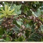 Buy Buchanania axillaris - Live Plant Online Shopping for Sale