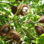 Buy Caesalpinia bonduc, fever nut, कटकरंज, Kat - karanj, kazharchikai, kalarchikai, कुबेराक्षी, Kuberakshi - Herbal Live plant online shopping for sale