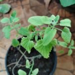 Buy Caesalpinia pulcherima - red - Live Plant Online Shopping for Sale