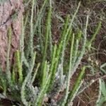 Buy Caralluma adscendens, kallimulayan, kallimudayan, kallimulaiyan, கள்ளி முலையான், makad shenguli - Live plant online shopping for sale
