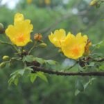 Buy Cochlospermum religiosum, Buttercup tree, Yellow slik cotton tree, Golden silk cotton tree, kattuparuthi - Live plant online shopping for sale