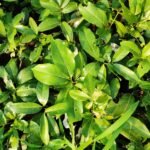 Buy Lepisanthes tetraphylla, Kaluhatta, Moolaga, Kattupuvarasu, 
Nekota, Nehotaa, Kuhamathi, Korivi, Panikusun, Kalpoovathi, 
Kulapunna, Naikolli, Poovalmaram, குகமதி, Ayyanar 
maram - Live plant online shopping for sale