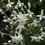 Buy Millingtonia hortensis Var, Kattu mara malligai, Kaadu mara 
mallige, kattu panneer pushpam maram, Indian cork tree(wild)-Live 
plant online shopping for sale