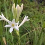 Buy Polianthes tuberosa, sampangi, சம்பங்கி, 
Rajnigandha, Mexican tuberose, रजनीगंधा - Live 
plant online shopping for sale