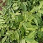Buy Polyalthia cerasoides, irumbuli, nedunari, nagatali ilai - 
Live plant online shopping for sale