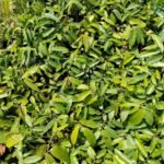 Buy Polyalthia coffeiodes, nakulai, nedunarai, nedunarvilla - 
Live plant online shopping for sale