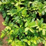 Buy Polyalthia suberosa, Cham khinni, Chilakaduduga, Karadia 
Burhi, chamri Lohania, mossu - Live plant online shopping for 
sale