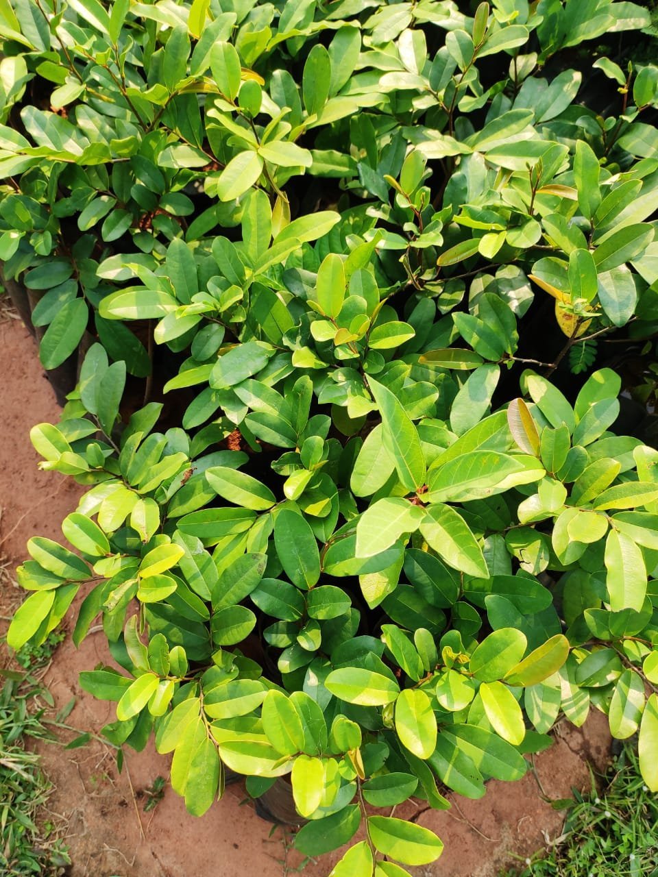 ML-0288-polyalthia-suberosa.jpeg Buy Polyalthia suberosa, Cham khinni, Chilakaduduga, Karadia
Burhi, chamri Lohania, mossu - Live plant online shopping for
sale - Image 1