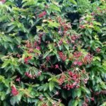 Buy Quisqualis indica, rangoon creeper, burma creeper, rangoon 
malligai, Kulamarinji, Thookuchethi - Live plant online shopping 
for sale