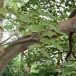 Buy Erythrina stricta - thorn, Indian coral - thorn, mullu 
murungai, முள்கல்யாண முருங்கை 
- Live plant online shopping for sale
