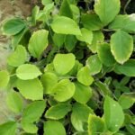 Buy Symphorema involucratum, pinwheel creeper, Vellaia 
mallikbodi, Poongurungu, Konda Tekkali, Surudu, Budda Marri, 
Tella pippili - Live plant online shopping for sale