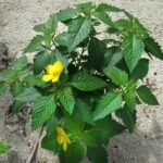 Buy Turnera ulmifolia, yellow alder, yellow buttercups, sage 
rose, cuban buttercup - Live plant online shopping for sale