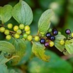 Buy Ziziphus oenoplia, jackal jujube, nari elanthai, makoh, 
makkai, wild jujube, suri mullu - Live plant online shopping for 
sale