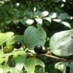 Buy Ziziphus xylopyrus, kottai ilanthi - live plants online 
shopping for sale