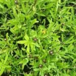 Buy Sphaeranthus amaranthoides, sivakaranthai, 
சிவகரந்தை - Live plant online shopping for sale