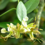 Buy indian cadaba, indian cadaba, cadaba fuiticosa, 
விழுதி, kadhab, kattakatti, maragade gidavutharasi 
chettu, vizhuthi - Live plant online shopping for sale