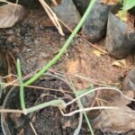 Buy Sacrostemma acidium, somalatha, leafless somalatha, சோம 
லதா, soma - Live plant online shopping for sale