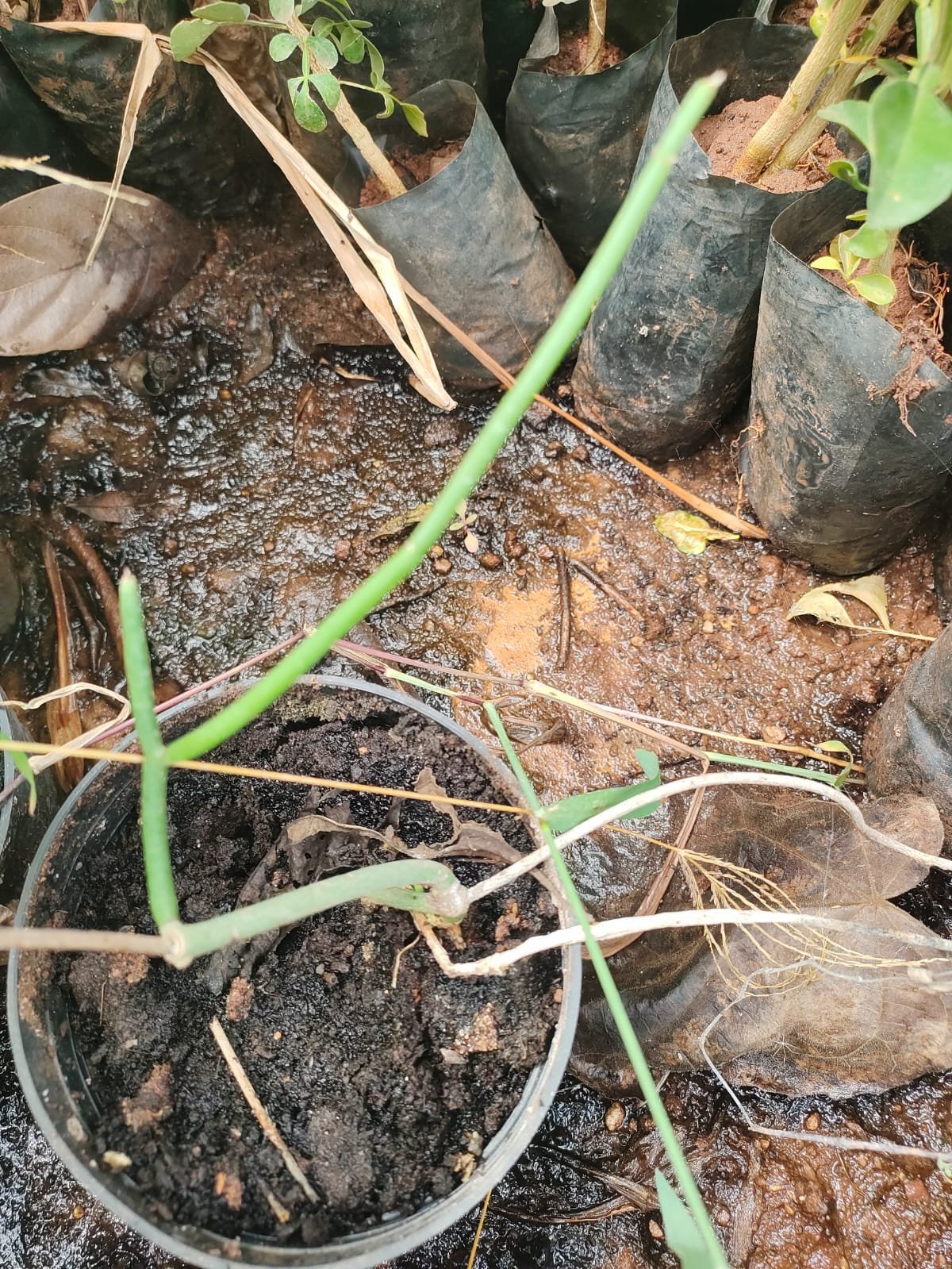ML-0339-sacrostemma-acidium.jpeg Buy Sacrostemma acidium, somalatha, leafless somalatha, சோம
லதா, soma - Live plant online shopping for sale - Image 1
