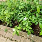 Buy Tabernaemontana divaricata, Nanthiyavattai nattu, 
நாட்டு நந்தியாவட்டை, 
nandhiyavattam, Native crepe jasmine, natte nandhiya batlu - Live 
plant online shopping for sale