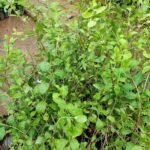 Buy Lawsonia inermis, mailanchi, henna plant, egyptian privet, 
Mehendi - live plant online shopping for sale
