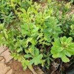 Buy Indian hemp, crotalaria retusa, kilukilupai, 
கிளுகிளுப்பை - Live plant online shopping 
for sale