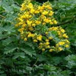 Buy Brazilian Ironwood, Iron Wood, Leopard Tree, Caesalpinia 
ferrea - Live plant online shopping for sale
