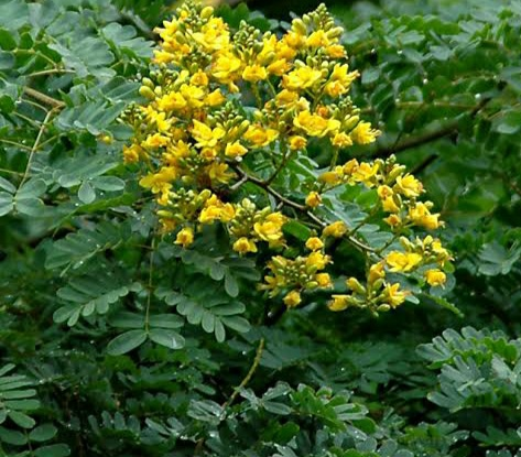 ML-0349-iron-wood-3.png Buy Brazilian Ironwood, Iron Wood, Leopard Tree, Caesalpinia
ferrea - Live plant online shopping for sale - Image 1